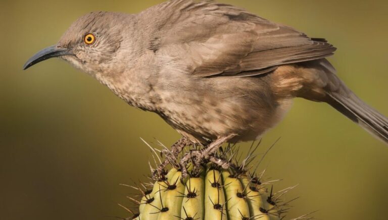 Huitlacoche Animal: Unraveling the Culinary Marvel